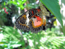 Bandila-an_butterfly
